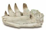 Mosasaur Jaw Section with Four Teeth - Morocco #270864-3